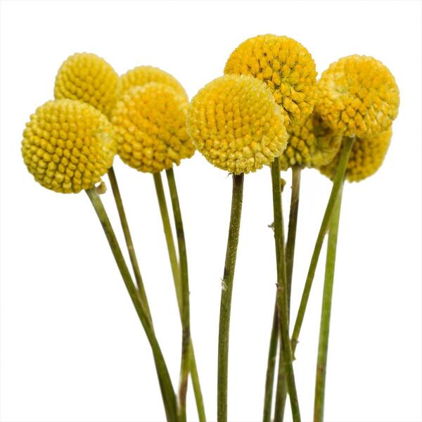 CRASPEDIA GROGA SECA  ( XUPA XUP )