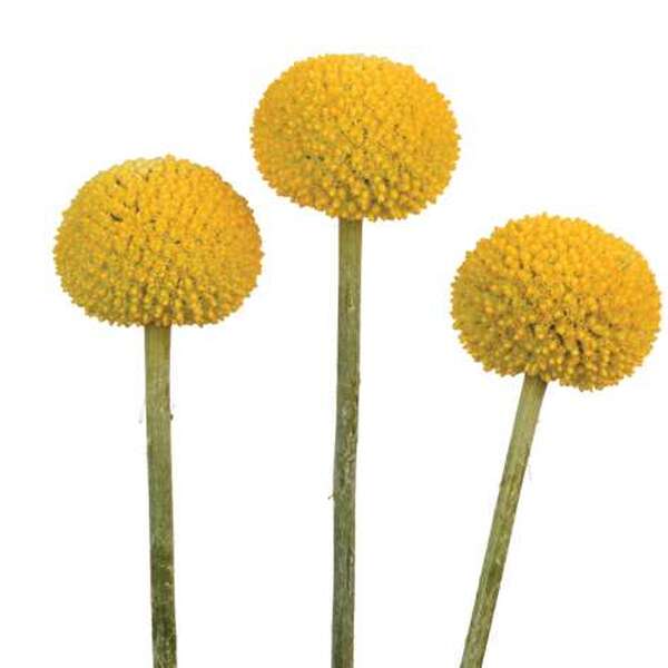 CRASPEDIA GROGA X5 TALLS XL GRAN (XUPA XUP)