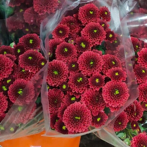 CRISANTEM BOLETA VERMELL *LAMIN*