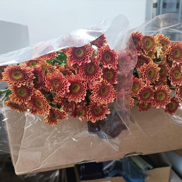 CRISANTEM BOTO *ORANGE KILI*