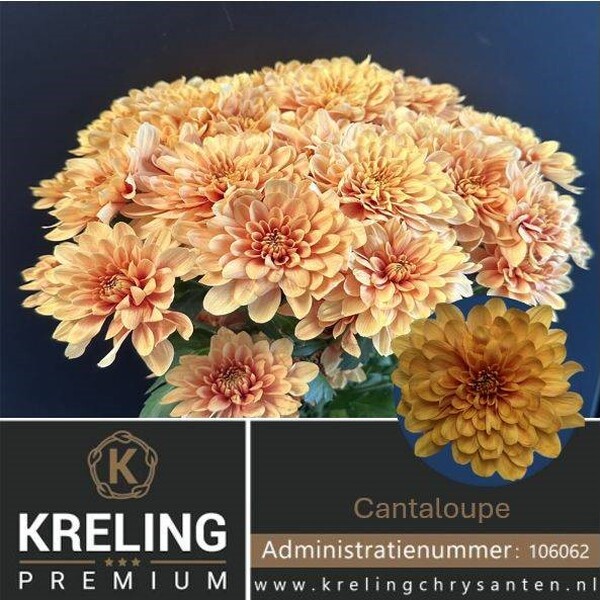 CRISANTEM *CANTALOUPE*  tipo dalieta