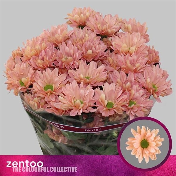 CRISANTEM ROSA *KATINKA SALMÓ*