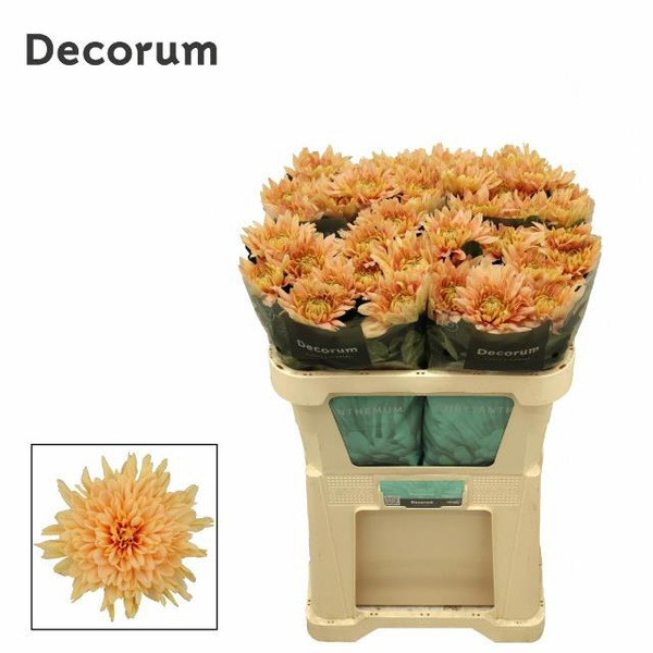 CRISANTEM UNIFLORA KALIMBA SALMON