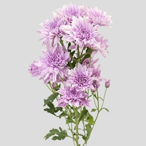 CRISANTEM NACIONAL VERONICA *tipo euro rosa*