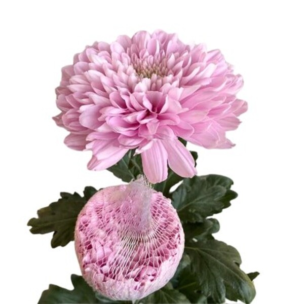 CRIS. UNIFLORA *PETRUSHKA* ROSA