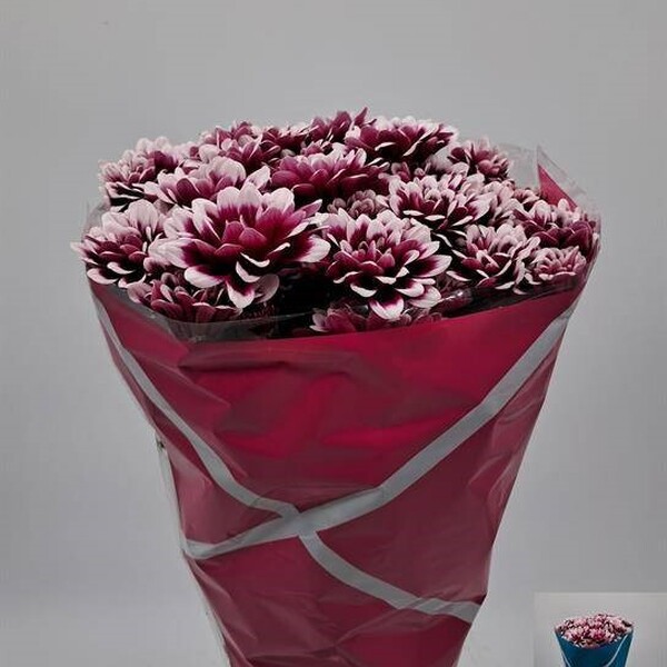 CRISANTEM *PLEASURE*