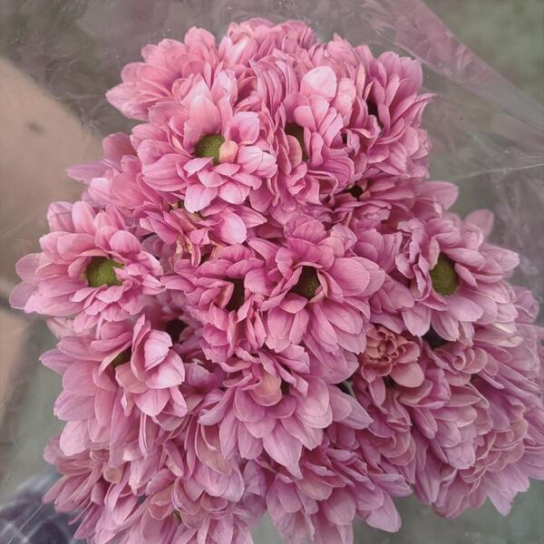 CRISANTEM *ROSAT ASALMONAT*