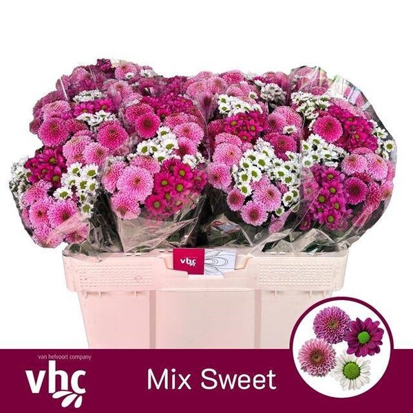 CRIS. SANTINI x10 TALL SWEET MIX [mix flor/boleta]