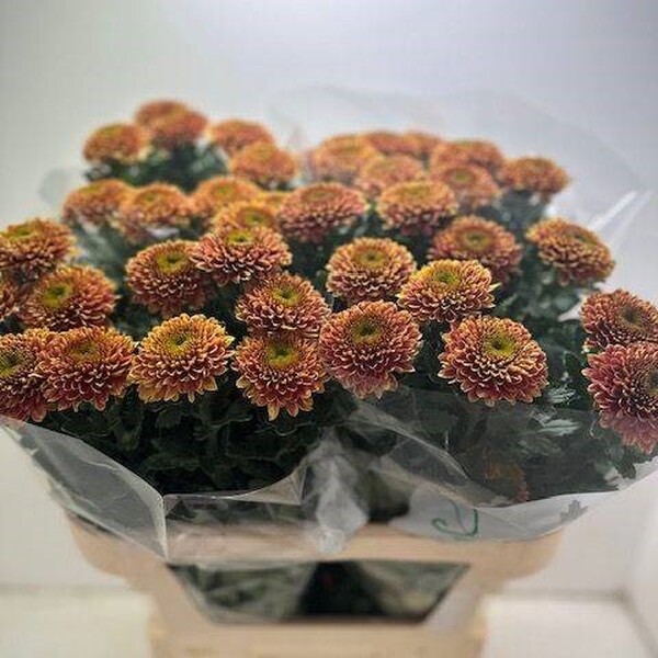 CRIS. UNIFLORA *SOUVENIR* BOLA TARONJA