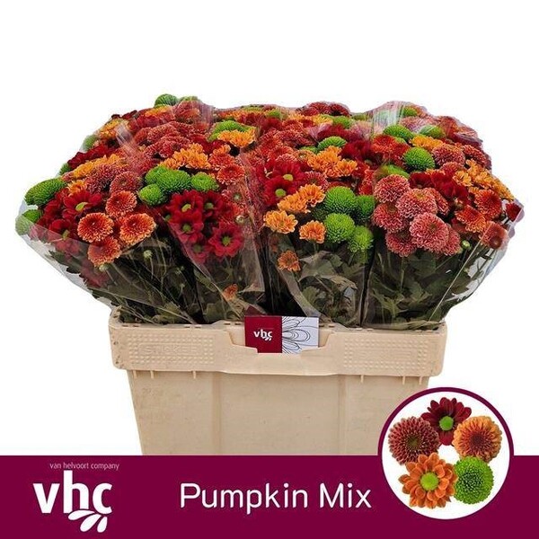 CRIS. SANTINI *MIX AUTUMN* tardor