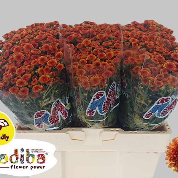 CRISANTEM SANTINI MADIBA *ORANGE TYOLO*