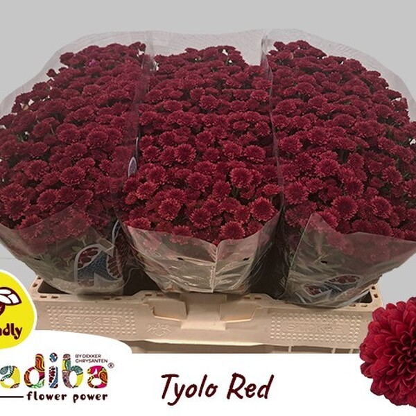 CRISANTEM SANTINI MADIBA *RED TYOLO*