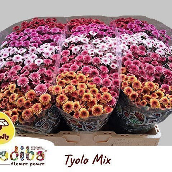 CRISANTEM SANTINI MADIBA *TYOLO MIX* 