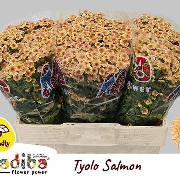 CRISANTEM SANTINI MADIBA *TYOLO SALMON*