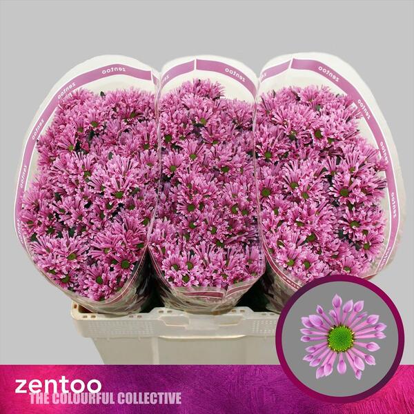 CRISANTEM SANTINI *BLUFF* [mini boleta]