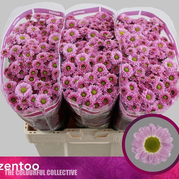 CRIS. SANTINI *LUCY* [margarita]