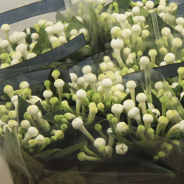 BOUVARDIA BLANC *DIAMOND WHITE* 60CM