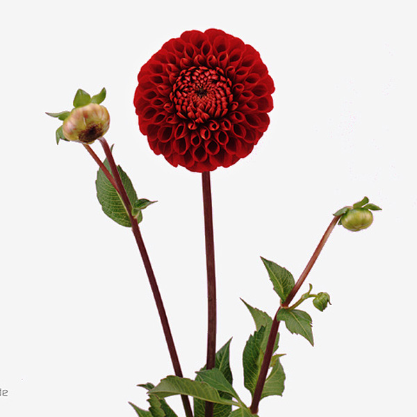 DALIA CORNEL 60CM