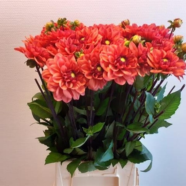 DALIA *ORANGE GIRL* 55CM