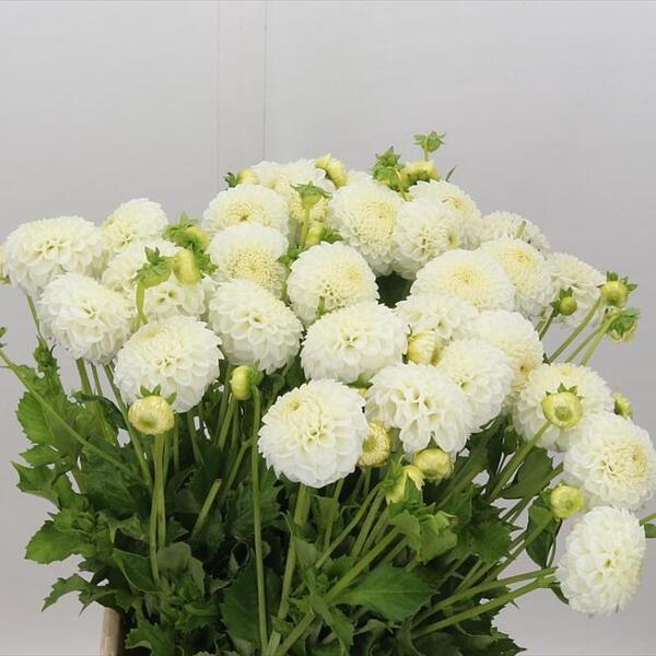 DALIA REYCROFT FAN 50CM
