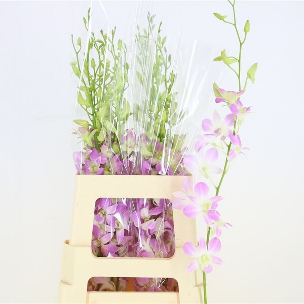 DENDRORIUM *LUCY PINK*