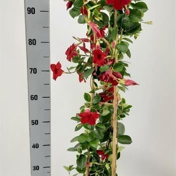 PL. DIPLADEMIA T21CM 100CM