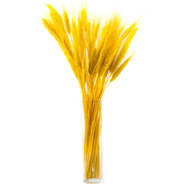 ESPIGA SECA GROC