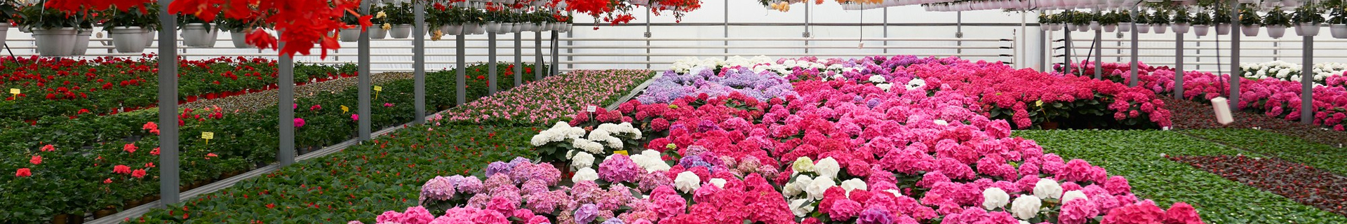 Vista aèria del càmping