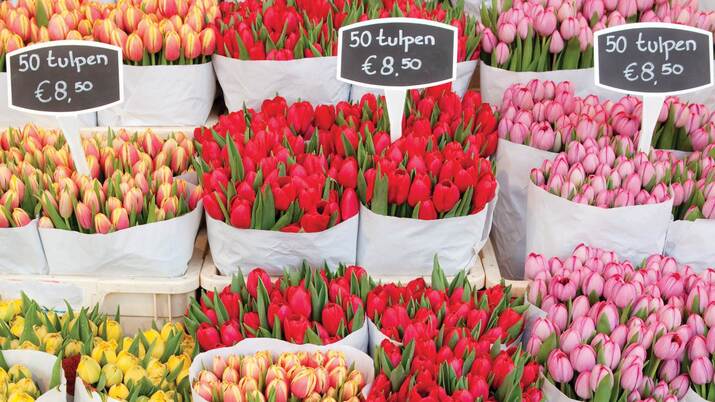 Vista aèria del càmping