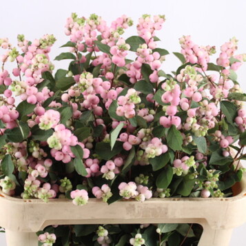 Flor tallada a l'engròs al Maresme i Barcelona: frescor, varietat i qualitat