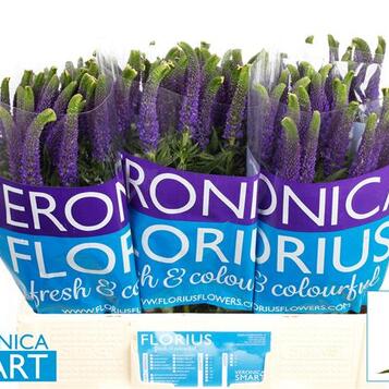 Flor tallada a l'engròs al Maresme i Barcelona: frescor, varietat i qualitat