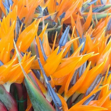 Flor tallada a l'engròs al Maresme i Barcelona: frescor, varietat i qualitat