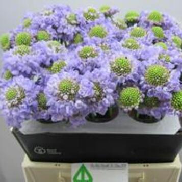 Flor tallada a l'engròs al Maresme i Barcelona: frescor, varietat i qualitat