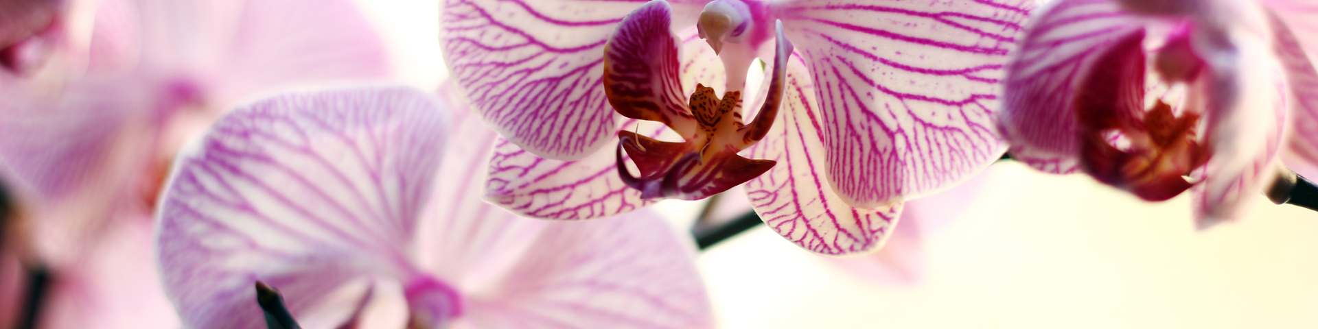 Flor tallada a l'engròs al Maresme i Barcelona: frescor, varietat i qualitat