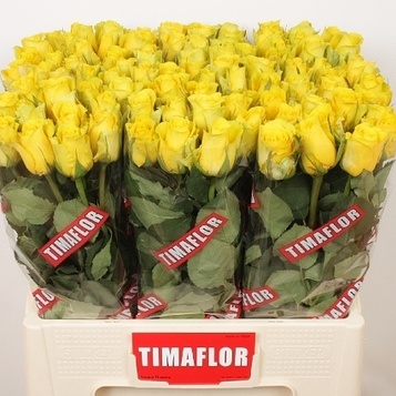 Venda de roses a l'engròs a Barcelona: frescor, qualitat i el millor preu.