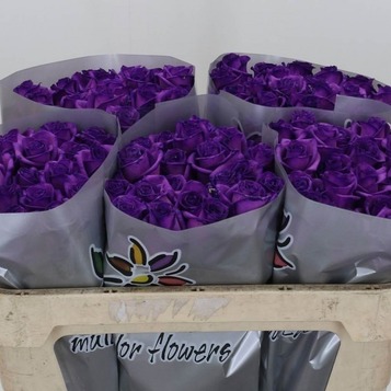 Venda de roses a l'engròs a Barcelona: frescor, qualitat i el millor preu.