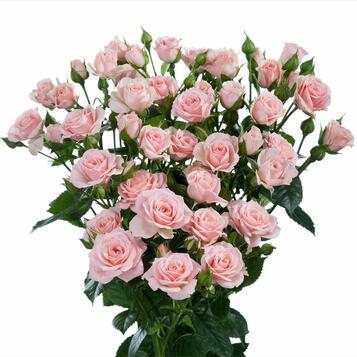 Venda de roses a l'engròs a Barcelona: frescor, qualitat i el millor preu.