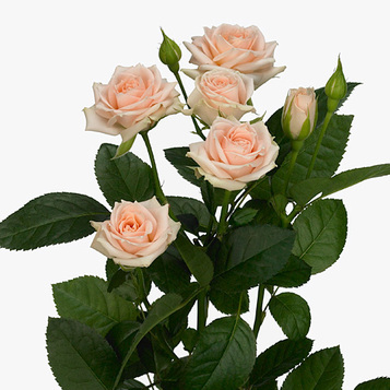 Venda de roses a l'engròs a Barcelona: frescor, qualitat i el millor preu.