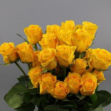 Venda de roses a l'engròs a Barcelona: frescor, qualitat i el millor preu.