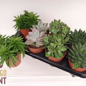 Majorista de plantes per a floristeries, centres de jardineria, esdeveniments i empreses