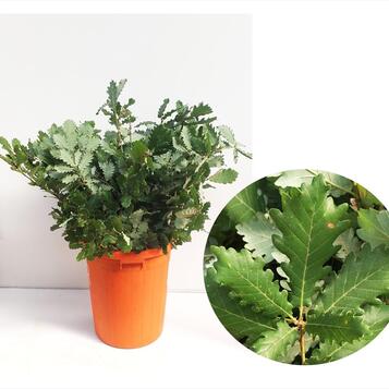 Majorista de plantes per a floristeries, centres de jardineria, esdeveniments i empreses