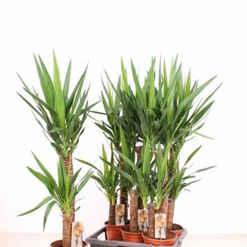 Majorista de plantes per a floristeries, centres de jardineria, esdeveniments i empreses