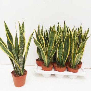 Majorista de plantes per a floristeries, centres de jardineria, esdeveniments i empreses