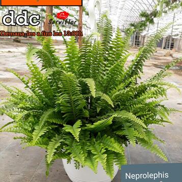 Majorista de plantes per a floristeries, centres de jardineria, esdeveniments i empreses